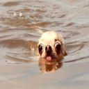 doginwotah (WATER)