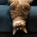 UpSideDownCat (USDCAT)