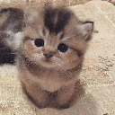 ELON’S CAT (CATME)
