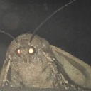 MOTH (MOTH)