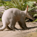 Baby Aardvark (AARDY)