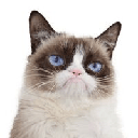 Grumpy Cat (grumpycatspl.com) (GRUMPY)