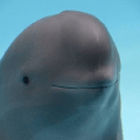 Miharu The Smiling Dolphin ($MIHARU)