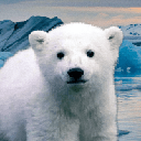 Knut From Zoo (KNUT)