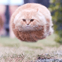 Hover Cat (HCAT)