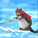 Twiggy the water skiing squirrel (TWIGGY)