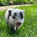 Petunia (PETUNIA)