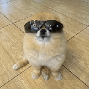 Kori The Pom (KORI)