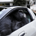 Gorilla in a Coupe (gorillainacoupe.com) (GIAC)