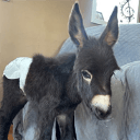 Justice for HeeHaw (HEEHAW)
