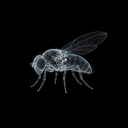 Flybrain (FLYBRAIN)