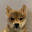 DogWithNoHat