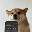 SelfieDogCoin