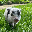Petunia