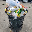 TRASH COIN