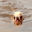 doginwotah (WATER)