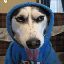 a dog in a hoodie (DOGH)