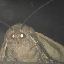 MOTH (MOTH)