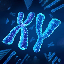 Chromosome (XY)