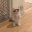 Dancing Michi (MICHI)