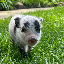 Petunia (PETUNIA)