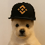 PUP (pupxbnb.com) (PUP)
