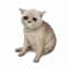 Baby Cash Cat (BABYCASHCAT)