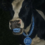 Memory cow Moo (MOO)